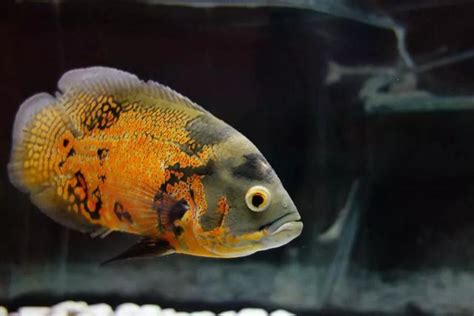 地圖魚飼養|地圖魚是什麼魚，應該怎麼飼養精選